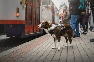 Cestování se psem - ulehčete si život s CBD